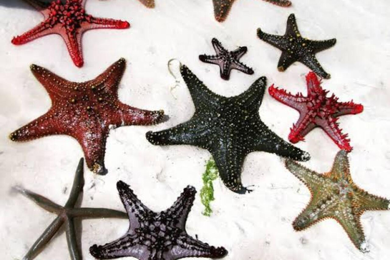 桑给巴尔：海星、浮潜和蓝泻湖探险桑给巴尔：海星、浮潜和蓝泻湖（含接送服务）