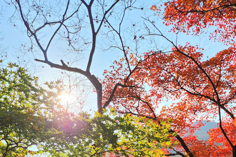 Busan: Naejangsan National Park Autumn Foliage One Day Tour Shared Naejangsan Tour, Meet at Haeundae Station