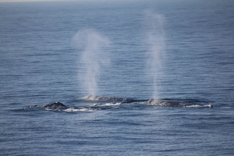 San Diego: Whale Watching Tour