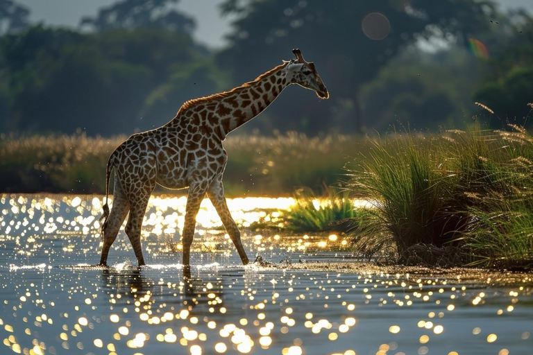 Chobe Full-Day Experience With Airport Pickups & Transfers