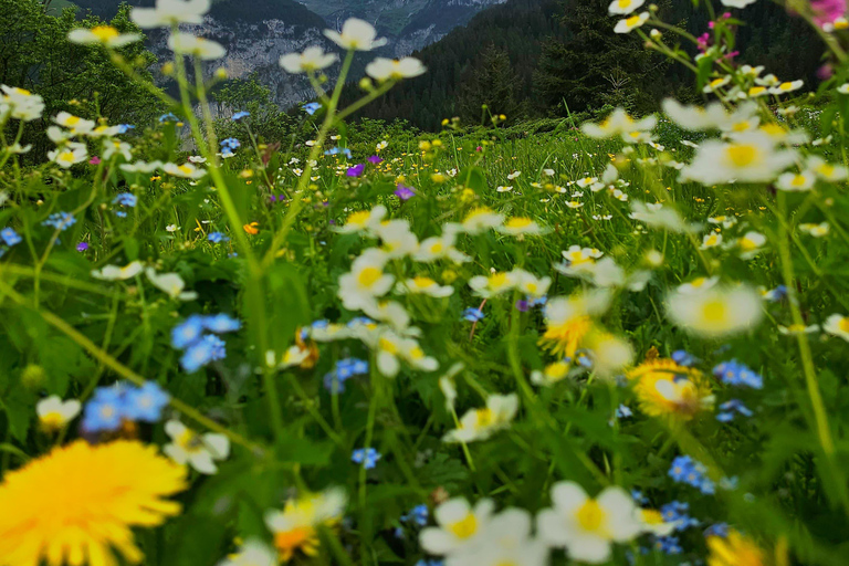 Escursione a Lauterbrunnen-Mürren con le cascate di Trümmelbach