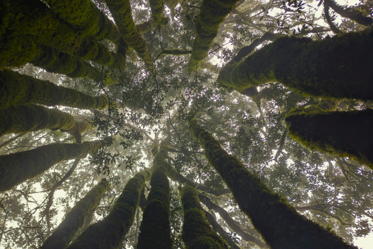 Tenerife: Hike Above Masca in Enchanted Forest with Pick-up