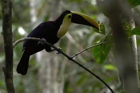 Corcovado-Nationalpark, San Pedrillo Station, 1 Tageswanderung