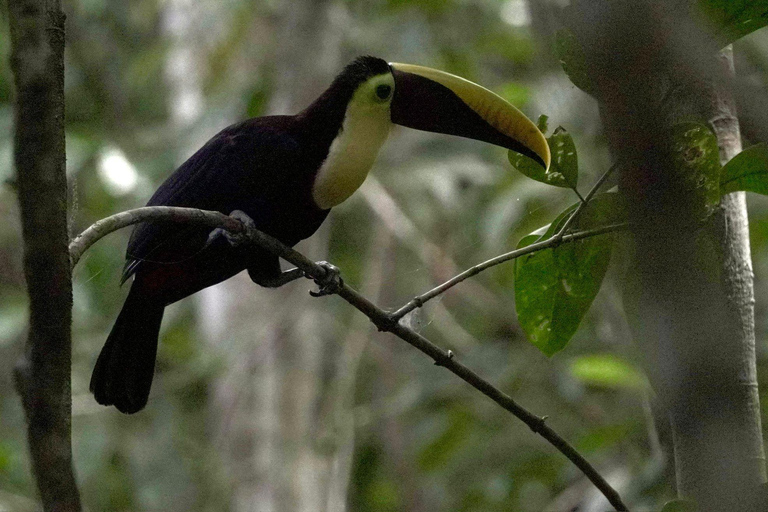 Parc national du Corcovado, station San Pedrillo, randonnée d&#039;une journée