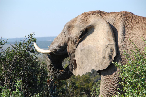 Dar es Salaam:Safari de 3 días en Mikumi &amp; Cascada &amp;Jeep de techo abierto