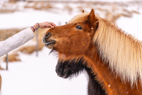 Reykjavik: Icelandic Horse Ride in Lava Fields – All Levels