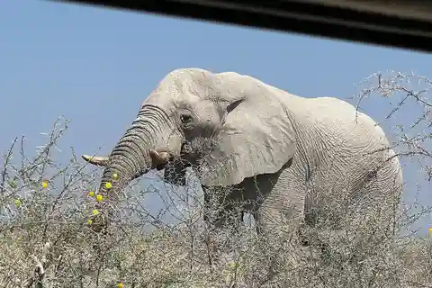 Desde Windhoek 3 días en Etosha con alojamiento en albergue