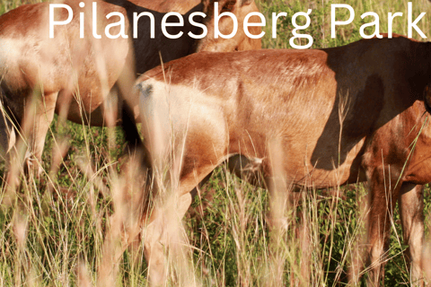 Safari de 2 días al Parque Nacional de Pilanesberg desde Johannesburgo