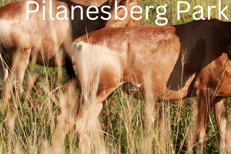 Safari de 2 días al Parque Nacional de Pilanesberg desde Johannesburgo