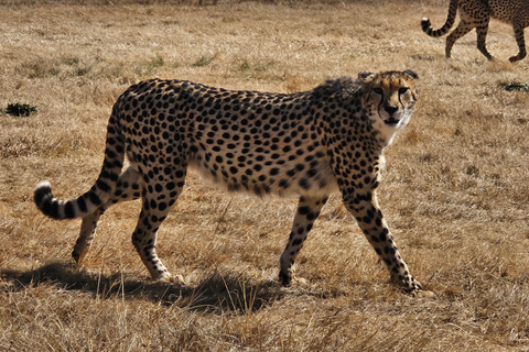 Safari at Lion and Rhino Park / Lesedi Culture Village
