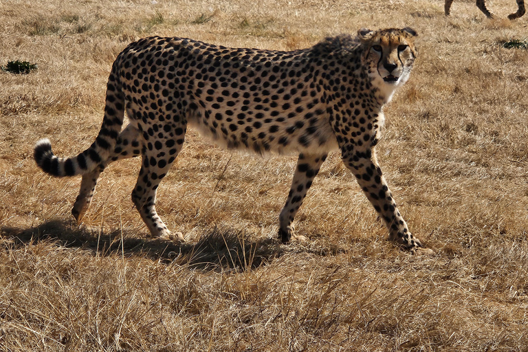 Safari at Lion and Rhino Park / Lesedi Culture Village