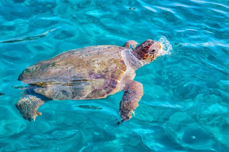 Zakynthos: Schildkröteninsel-Kreuzfahrt mit Badestopp