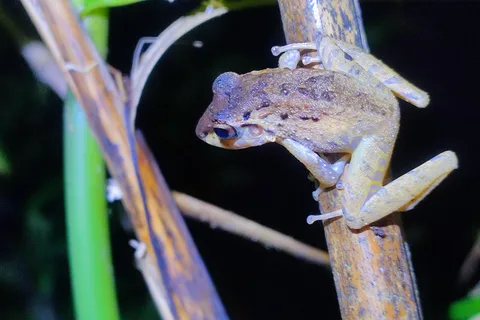 Fascinerande nattvandring i Tortuguero