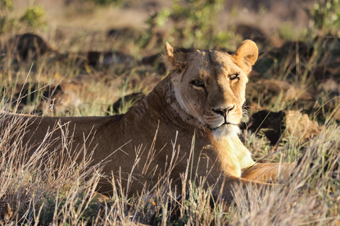 Safari de campismo de 3 dias no Serengeti e na Cratera de Ngorongoro