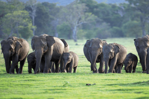 Sri Lanka e-Travels and Tours: niezawodne rozwiązanie transportowe