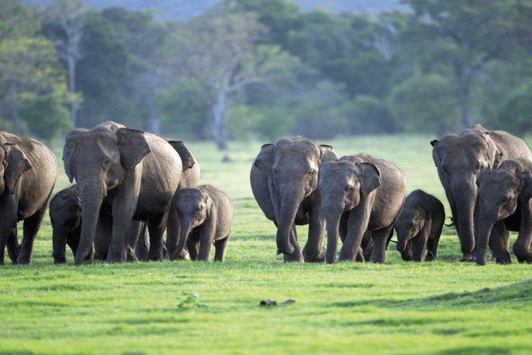 Sri Lanka e-Travels and Tours: niezawodne rozwiązanie transportowe