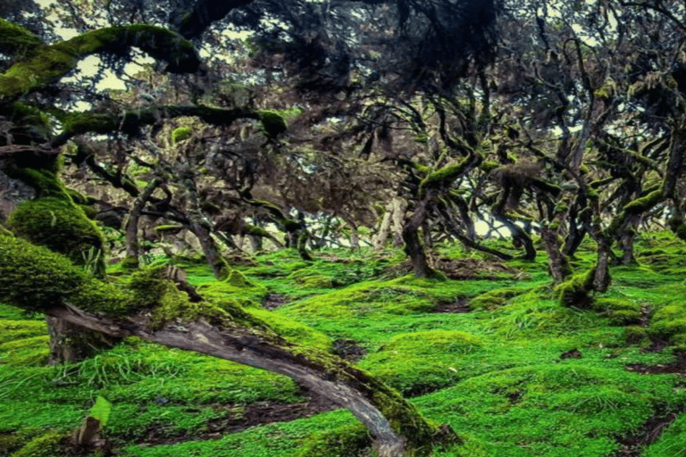 Addis Ababa: 6-Day Abijata Shalla NP & Bale Mountains Tour