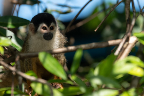Uvita: Private Day tour Corcovado Park: Sirena Station