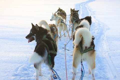 Island-Husky-Tour – Fahrt- und Kuschel-ErlebnisIsland: Husky-Schlittenfahrt und Kuschelerlebnis
