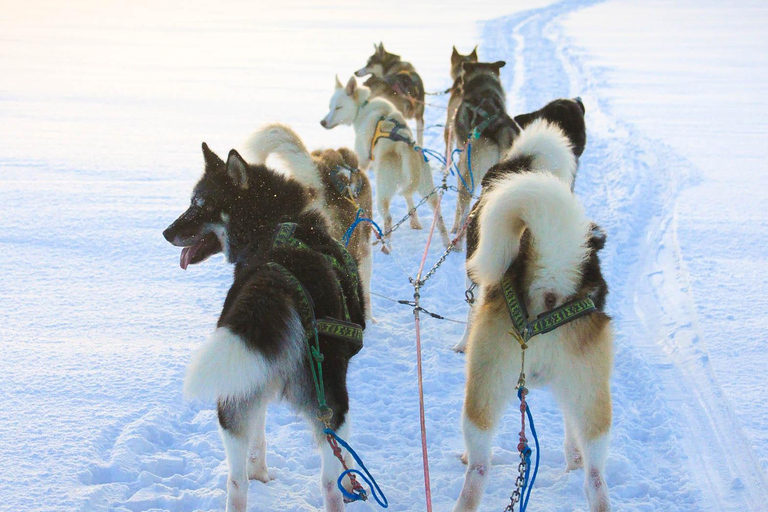 Island-Husky-Tour – Fahrt- und Kuschel-ErlebnisIsland: Husky-Schlittenfahrt und Kuschelerlebnis