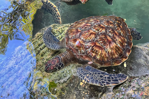 Zanzibar : Circuit à la nage avec les tortues