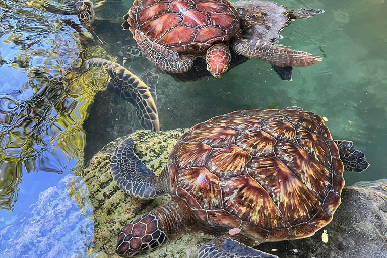 Zanzibar : Circuit à la nage avec les tortues