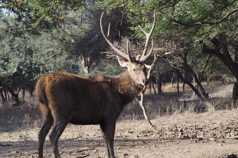 Spot Tigers and other wild of Ranthambore on a Day-Same Tour Ranthambore day trip with local guide full day + naturalist