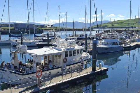 Dingle : Circuit écologique sur l'île de Blasket avec observation de la faune et de la flore