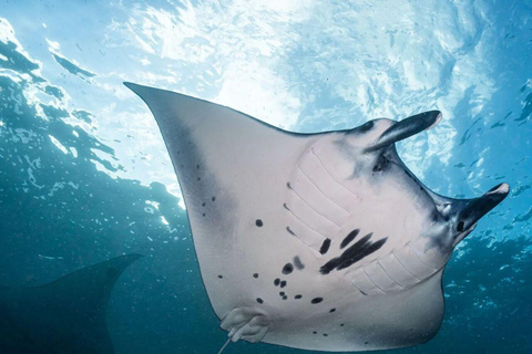 Nusa Penida Snorkeling & Scenic Island Tour from Bali Pick up from accommodation and port in nusa penida.