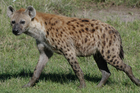 3-Day Tsavo West Safari for Senior Travelers