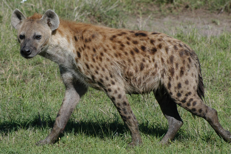 3-Day Tsavo West Safari for Senior Travelers