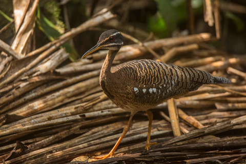 From Puerto Maldonado: Tambopata National Reserve 2-Day Tour