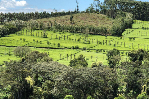 Kericho: Tea Plantation Tour with Tasting and Pickup