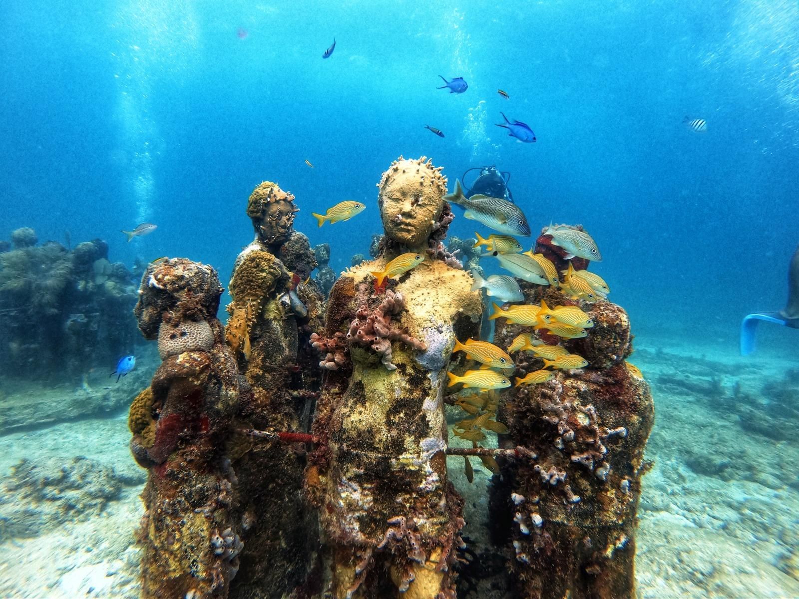 Cancun: Unterwasser-Museum & Tauchen am Riff für Anfänger
