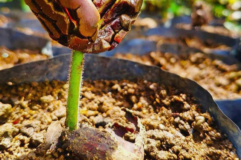 Colombian Cocoa Workshop: From the Origin to the Sensory Experience in Bogota