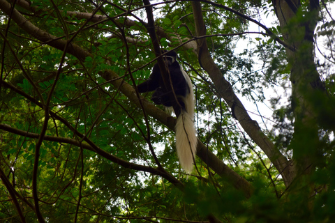 Moshi: Rau-Wald (Wanderung oder Radtour)Wandern im Rau-Wald