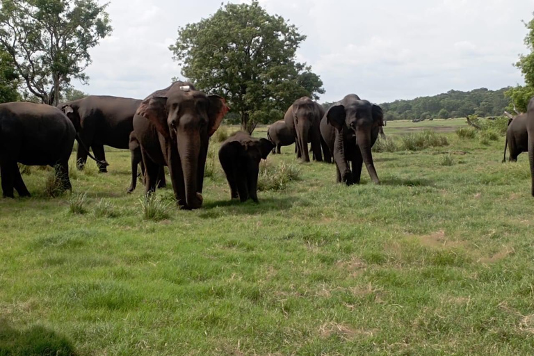 De Kandy: Sigiriya Day Tour com Safari de Elefantes (grupo)