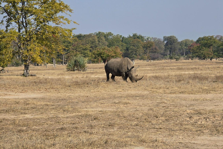 Livingstone: Game Drive And Rhino Walk Experience
