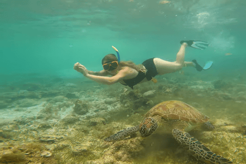 Cebu: Przygoda z nurkowaniem z rekinami wielorybimi w Oslob i Moalboal