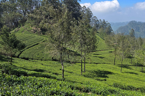 Ella: NineArches Bridge,Mini adam's peak and Waterfalls Tour