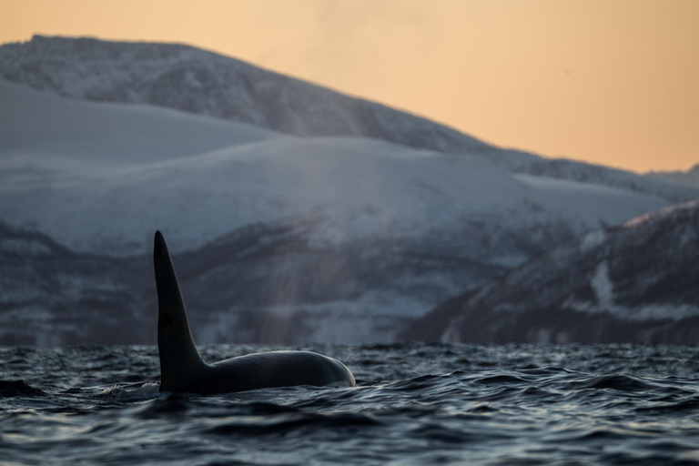 From Tromsø/Skjervøy: Whale Safari by RIB Boat From Skjervøy: Whale Safari by RIB Boat (No transfer)