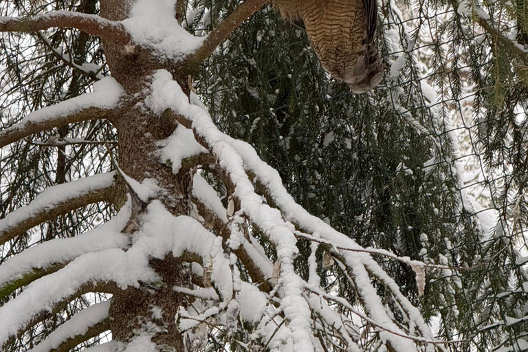 Rovaniemi: trip to the Ranua Zoo (transportation, tickets)