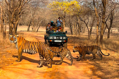 From Jaipur : 2 Days 1 Night Ranthambore Tiger Safari TourTour with 2 Sharing Ranthambore Safari