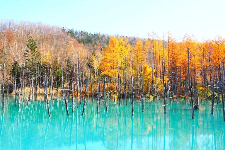 Sapporo:Asahiyama Zoo,Shirahige Waterfall&Blue Pond Day Trip 8:00 am meet at Odori Park subway station exit 31