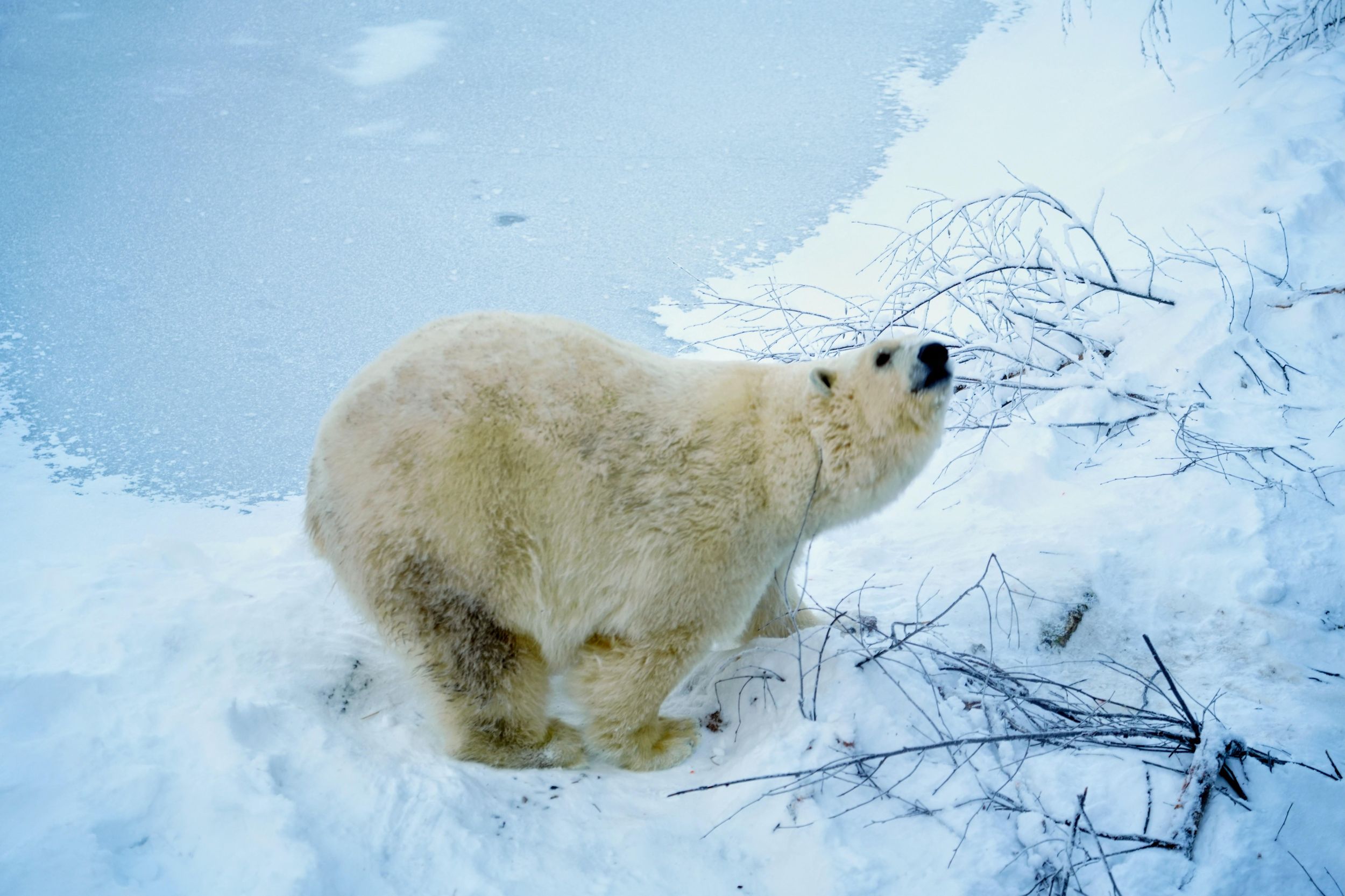 Rovaniemi: Ranua Arctic Wildlife & heißes Barbecue-Mittagessen + Transfers