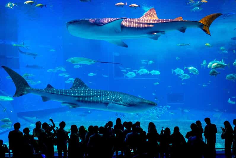 Okinawa: tour dell'acquario Churaumi, di Manzamo e dell'isola di Kouri