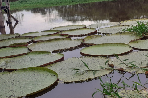 Tour Safari Amazônico em Manaus (Compartilhado)
