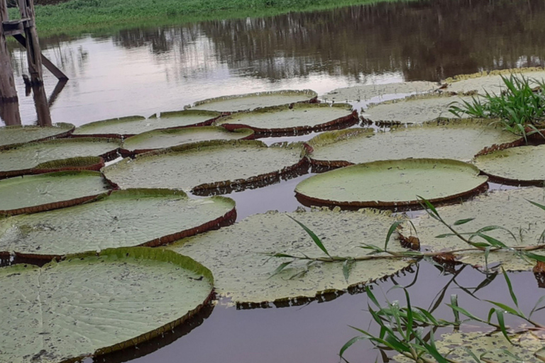 Tour Safari Amazônico em Manaus (Compartilhado)