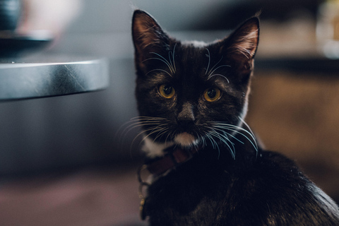 Stockholm: Java Whiskers Cat Café Entry Ticket