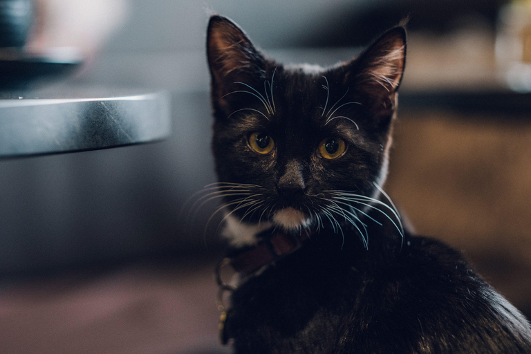 Stockholm: Java Whiskers Cat Café Entry Ticket